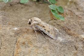 Attēlu rezultāti vaicājumam “Agrotis ripae”