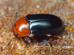 Attēlu rezultāti vaicājumam “Triplax aenea”