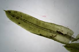 Attēlu rezultāti vaicājumam “Barbula unguiculata”