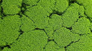 /MANKAI RED ZÖNE에 대한 이미지 검색결과