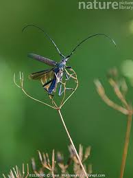 Attēlu rezultāti vaicājumam “Aromia moschata”