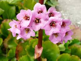 Attēlu rezultāti vaicājumam “Bergenia crassifolia”