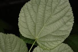 Attēlu rezultāti vaicājumam “Tilia platyphyllos subsp. platyphyllos”