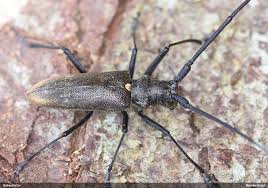 Attēlu rezultāti vaicājumam “Monochamus urussovi”