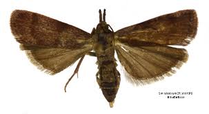 Attēlu rezultāti vaicājumam “Hypochalcia ahenella”