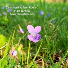 Attēlu rezultāti vaicājumam “Viola sororia”