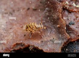 Attēlu rezultāti vaicājumam “Ptenothrix sp.”