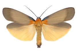 Attēlu rezultāti vaicājumam “Lithosia quadra”