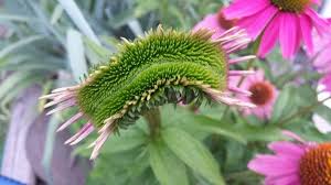 Attēlu rezultāti vaicājumam “Echinacea purpurea bud”