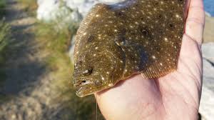 Image result for Paralichthys dentatus