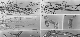 Attēlu rezultāti vaicājumam “Homomallium incurvatum”