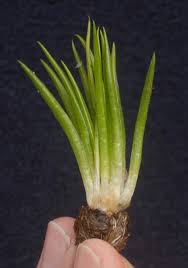 Attēlu rezultāti vaicājumam “Isoetes lacustris”