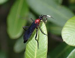 Attēlu rezultāti vaicājumam “Ichneumonidae”