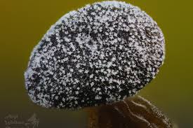 Attēlu rezultāti vaicājumam “Didymium clavus”