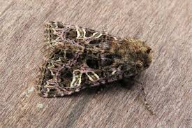 Attēlu rezultāti vaicājumam “Hadena rivularis”