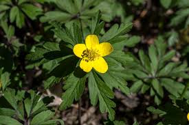 Attēlu rezultāti vaicājumam “Anemone ranunculoides leaf”