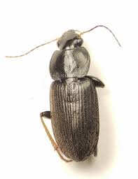 Attēlu rezultāti vaicājumam “Carabidae”