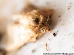 Attēlu rezultāti vaicājumam “Eupsilia transversa”