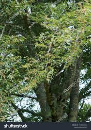 Attēlu rezultāti vaicājumam “Fagus sylvatica fo. laciniata”