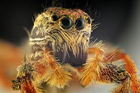 Attēlu rezultāti vaicājumam “Salticus scenicus”