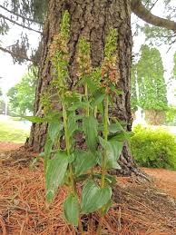 Attēlu rezultāti vaicājumam “Epipactis helleborine”