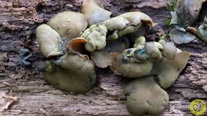 Attēlu rezultāti vaicājumam “Chlorencoelia versiformis”