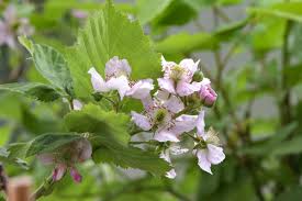Attēlu rezultāti vaicājumam “Rubus plicatus flower”