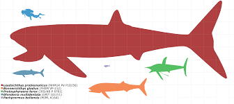 Image result for Leeds Sharks