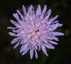 Image result for Knautia arvensis