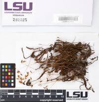 Attēlu rezultāti vaicājumam “Polytrichastrum pallidisetum cells”