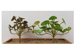 「銅錢草」的圖片搜尋結果