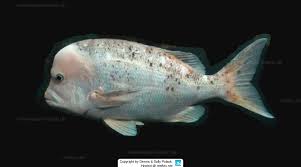 Image result for Chrysoblephus laticeps
