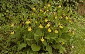 Attēlu rezultāti vaicājumam “Cypripedium calceolus”