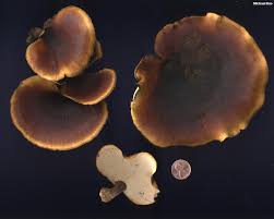 Attēlu rezultāti vaicājumam “Polyporus badius”