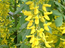 Attēlu rezultāti vaicājumam “Laburnum anagyroides flower”
