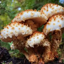 Attēlu rezultāti vaicājumam “Pholiota heteroclita”