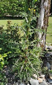 Attēlu rezultāti vaicājumam “Sonchus asper”