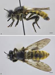 Attēlu rezultāti vaicājumam “Choerades sp.”