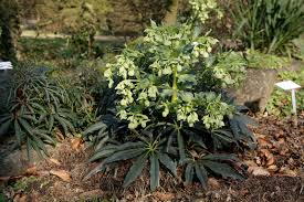 Image result for Nieswurz