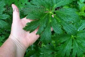Attēlu rezultāti vaicājumam “Trollius europaeus leaf”