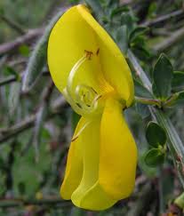 Attēlu rezultāti vaicājumam “Cytisus scoparius flower”
