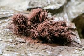 Attēlu rezultāti vaicājumam “Stemonitis axifera stalked”