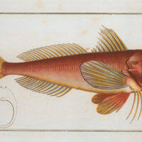 Image result for Liopsetta glacialis