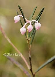 Attēlu rezultāti vaicājumam “Andromeda polifolia bud”