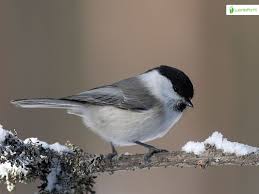 Attēlu rezultāti vaicājumam “Poecile montanus”