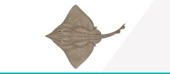 Image result for Dipturus intermedius