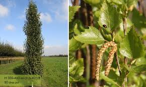 Attēlu rezultāti vaicājumam “Betula pendula flower”