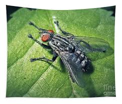 Attēlu rezultāti vaicājumam “Sarcophaga carnaria”