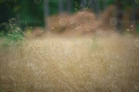 Attēlu rezultāti vaicājumam “Deschampsia flexuosa bud”