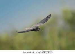 Attēlu rezultāti vaicājumam “Chlidonias niger”